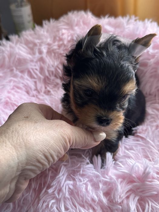 Yorkshire terrier piesek uci