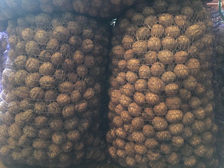 Грецькі горіхи - урожай 2022