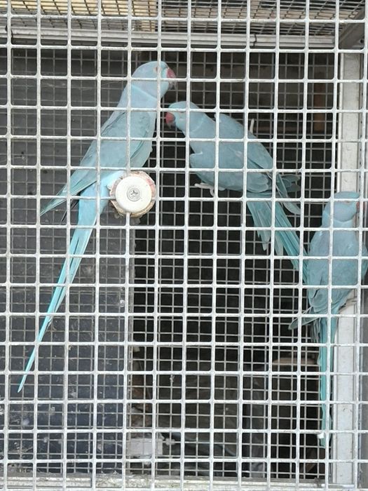 Aves para  trocar