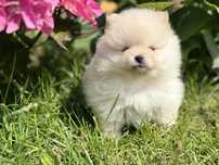 Szpic mini Pomeranian 800g Boo