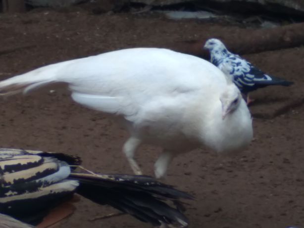 Paw pawie biały samiec