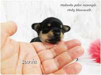 Malutka Suczka Ratlerek XS! Pinczer miniaturowy Rodowód Do REZERWACJI