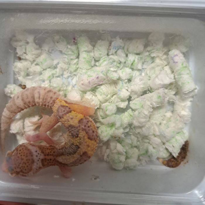 Gekon lamparci w sklepie zoologicznym Gruby Kocur