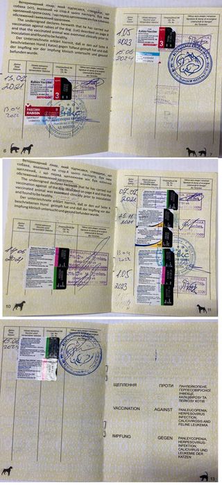 Мопс Марк для вязки (случки) - расходы берём на себя