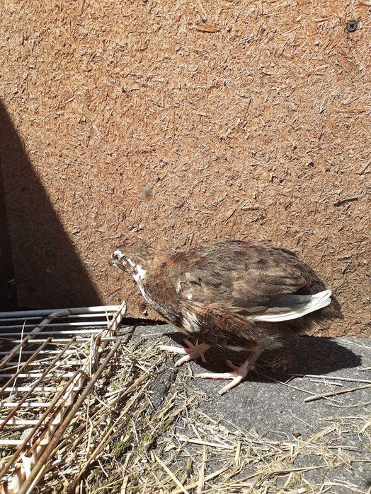 Jaja lęgowe przepiórki