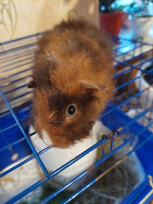 Продам красивых маленьких морских свинок! Породы "Тексель"