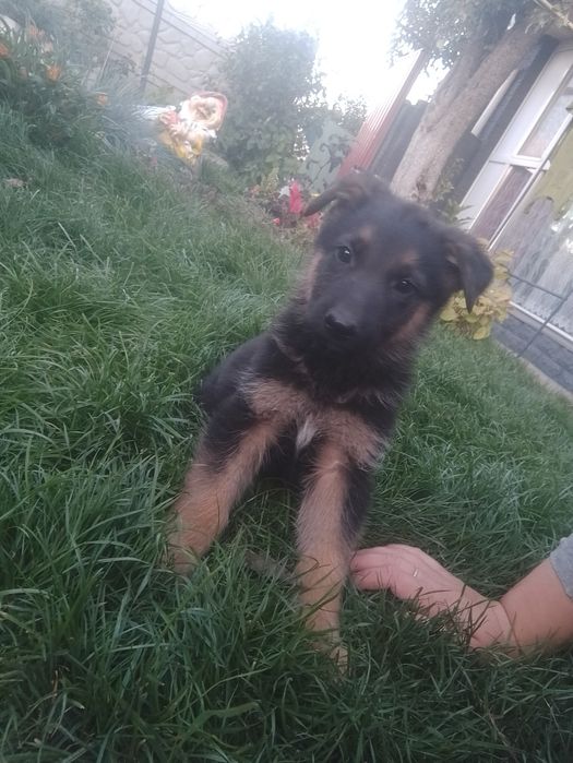 Німецька вівчарка