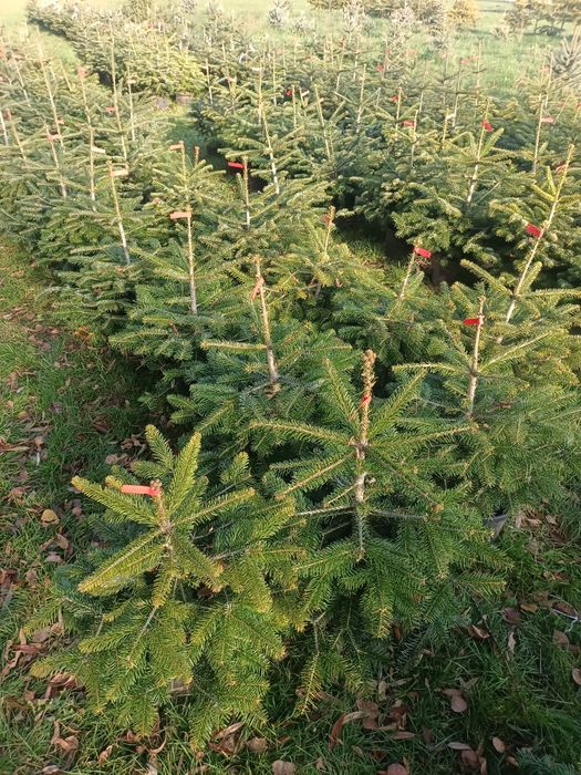 Jodły Kaukaskie Donica Hurt Detal