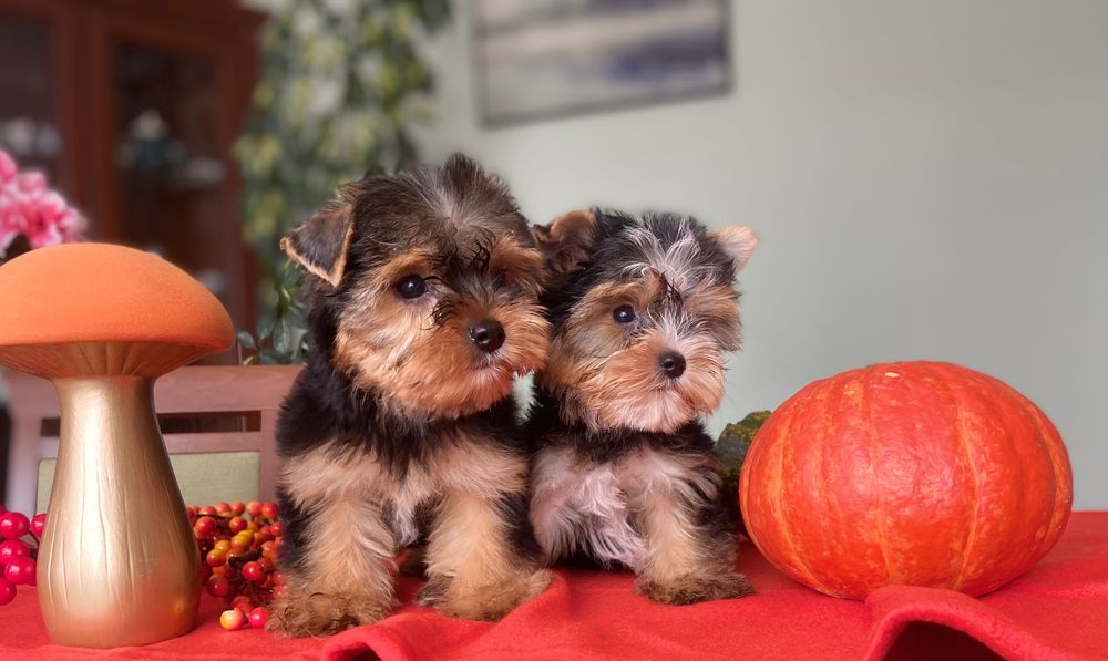 Yorkshire terrier- szczenię