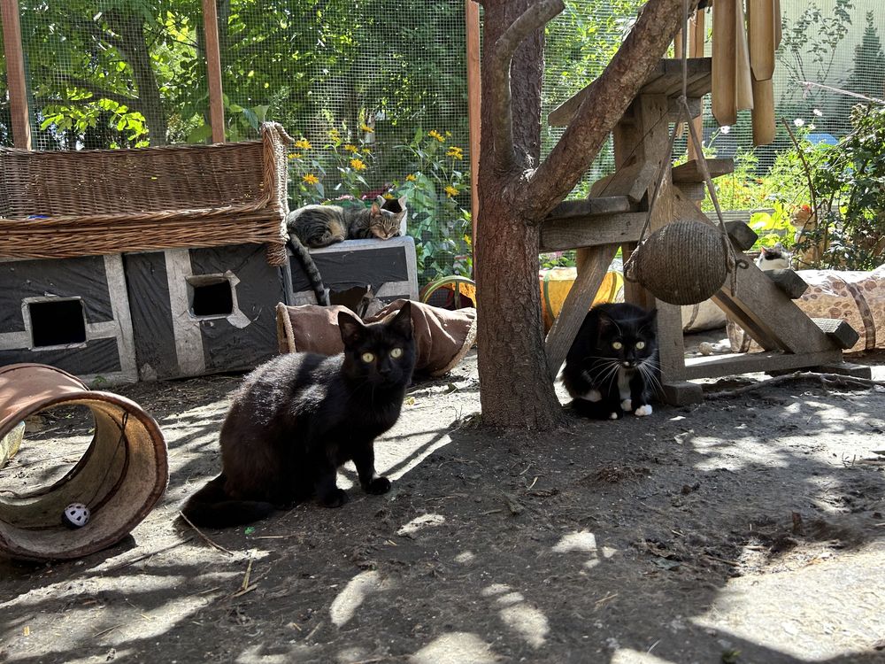 Masa kotów do adopcji! U nas znajdziesz przyjaciela