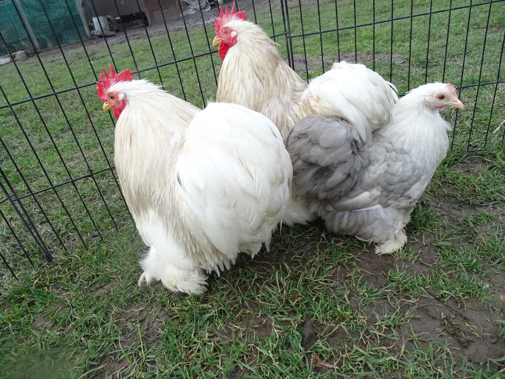 bobtail bantam cochin, kochin bobtail, kochiny karzełki