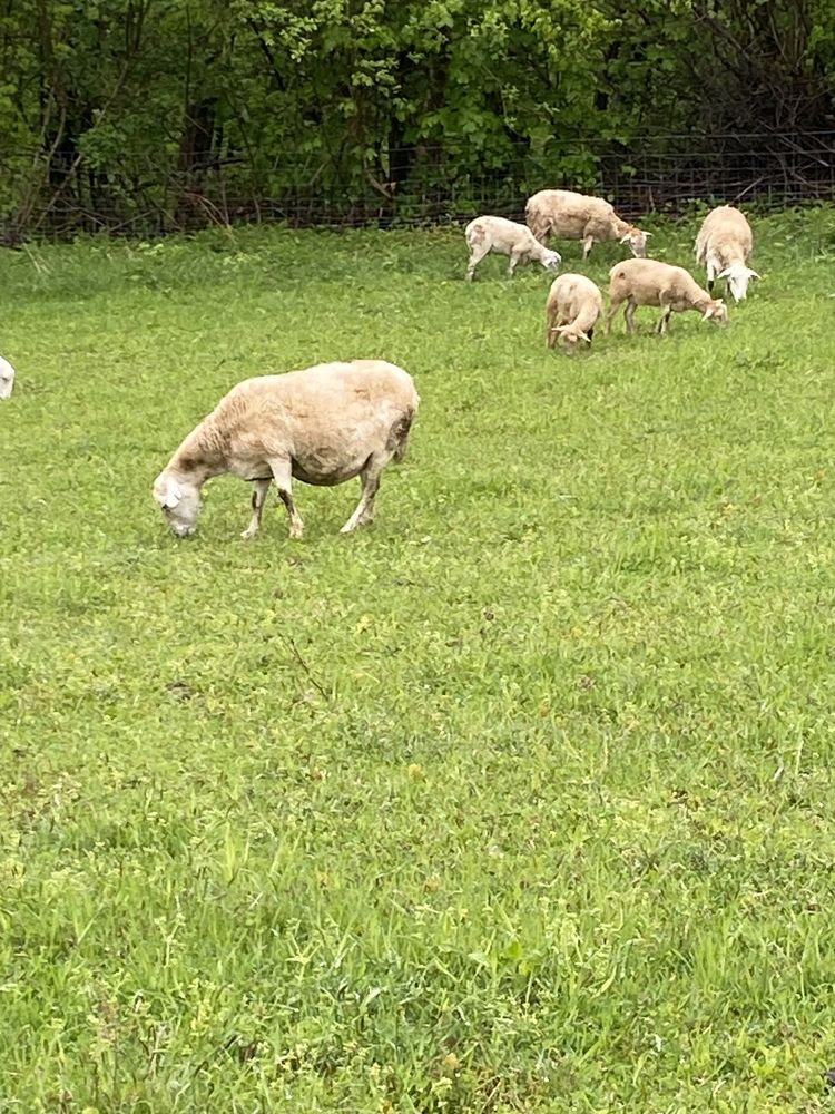 owce i barany nolana