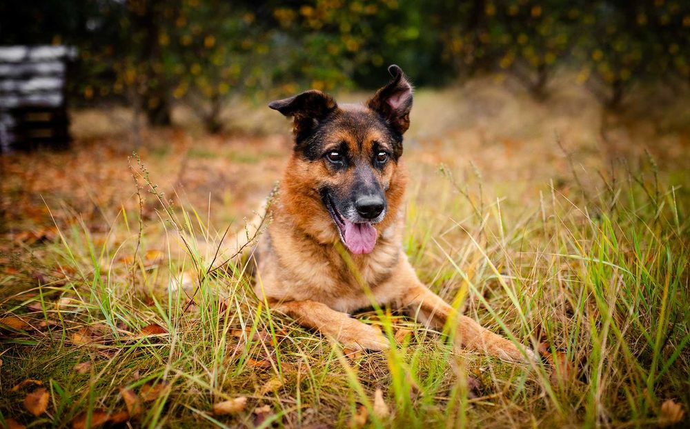 Lizak - fantastyczny, przyjazny, kotolubny psiak!