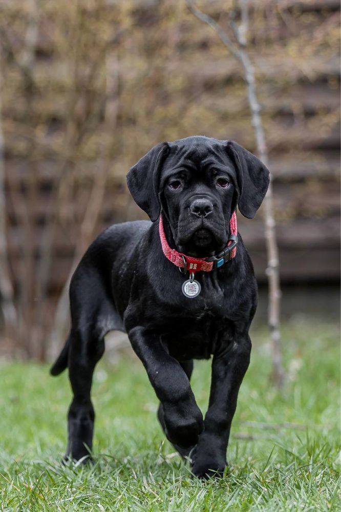 Девочка Кане Корсо (Cane Corso Italiano) шоу класс