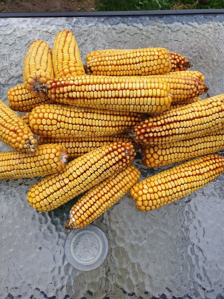 Kukurydza w kolbach