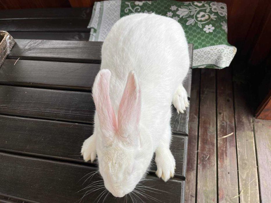 Кролі породи Бургундець та Білий Панон