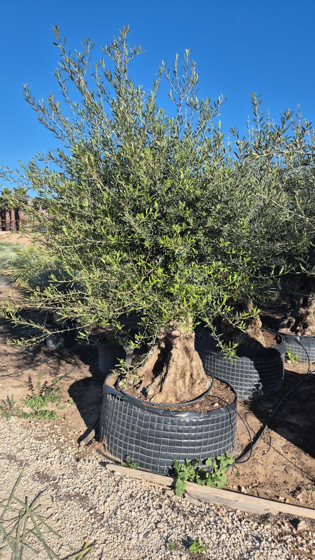 Drzewo oliwne.  Drzewko oliwne.  Yucca rostrata