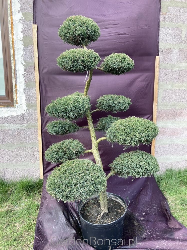 Drzewko BONSAI z jałowca - DOSTAWA - 170 cm - WYJĄTKOWY