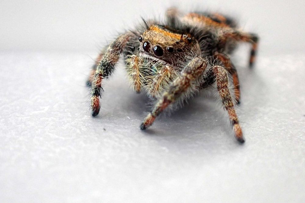 Skakun Phidippus bryantae oregon L8