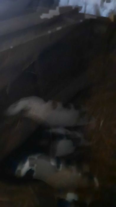 Mammalepieskioddamzadarmoodfobedamaleproszeokontakt