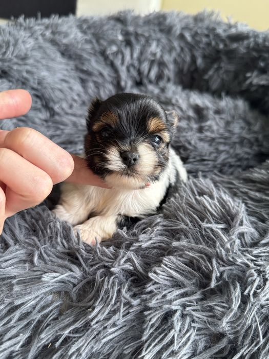 Yorkshire terrier biewer tricolor maleńka sunia york