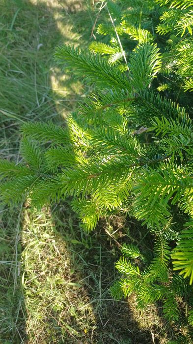 Gałązki drzew iglastych-stroisze