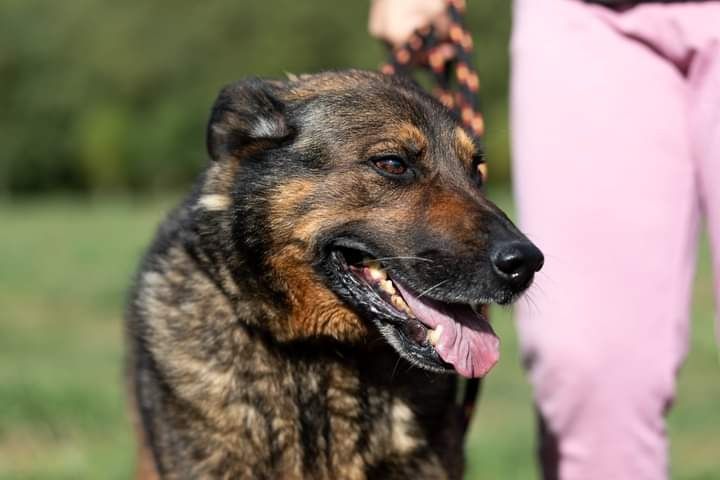 Bure psisko o imieniu WERON czeka na swojego człowieka!