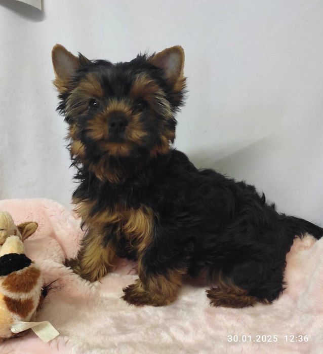 Живчики-цуценята дівчата Йоркширского тер‘єра стандарт