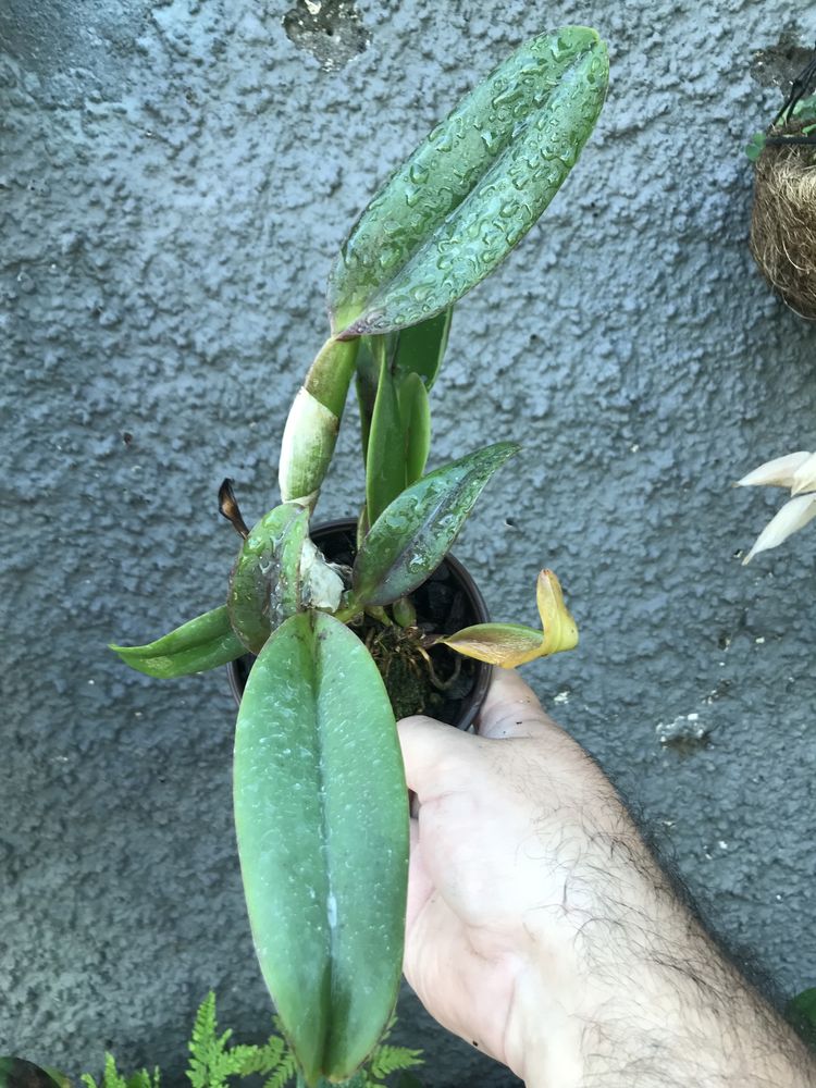 Orquídea Cattleya Blc. Lucky Strike