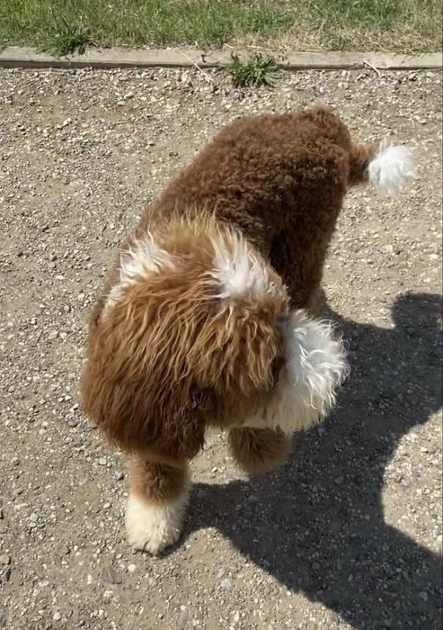 Pudel standardowy, standard, królewski, suczka