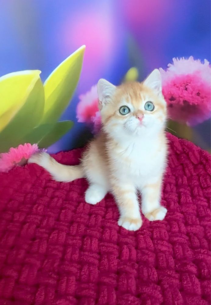 Хлопчик британський золотий котик