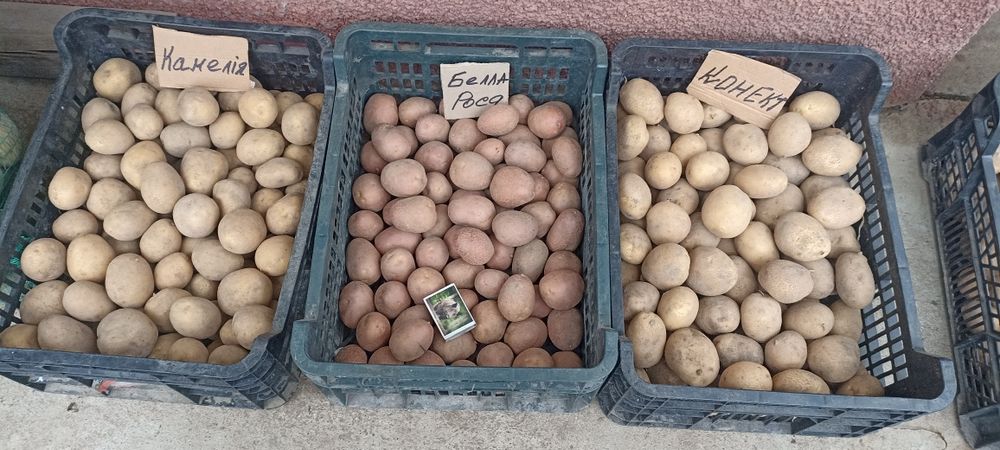 Картопля посадкова, 1-2 репродукції