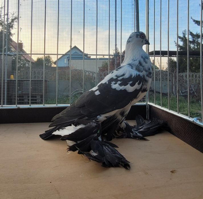 Widymy polskie gołębie