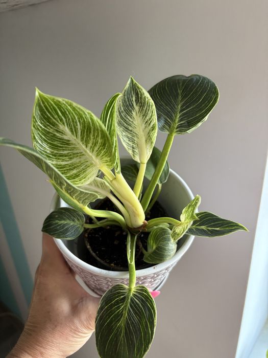 Philodendron Birkin od 22zl