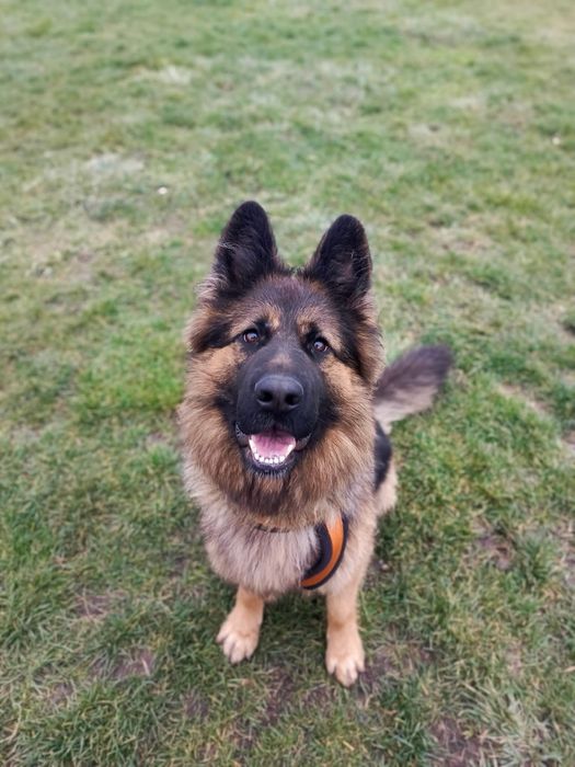 Astra sunia w typie owczarka do adopcji