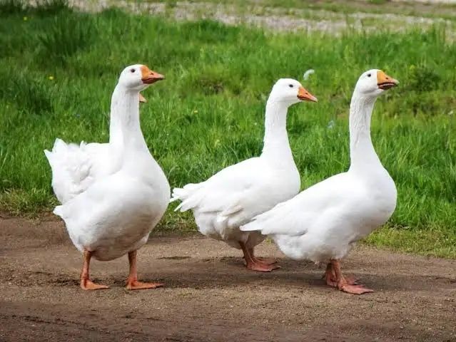 Gęś żywa lub skubana