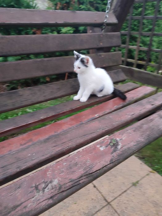 Za darmo oddam kotka