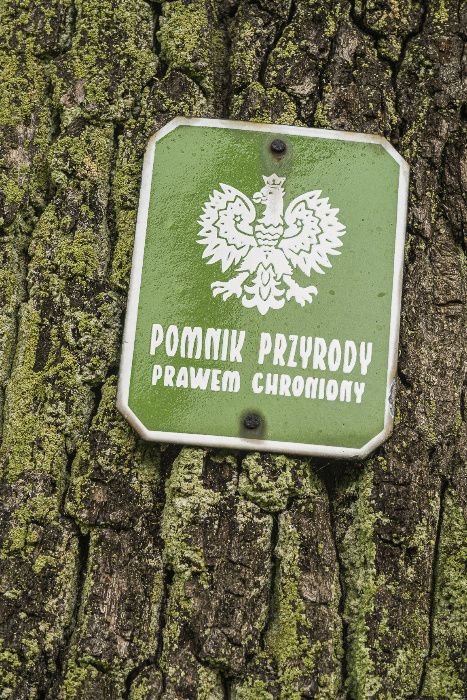 Arborysta Pielęgnacja i Wycinka Drzew