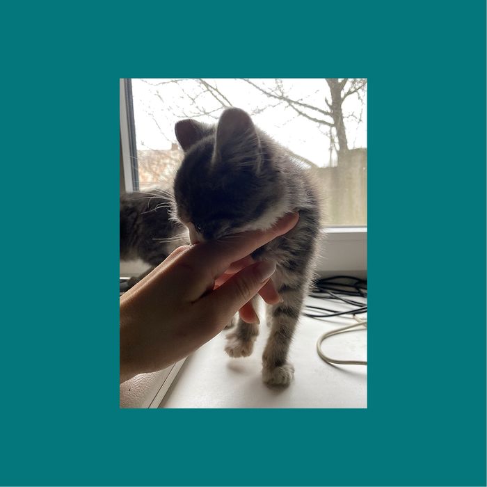 Кошеня шукає родину (дівчинка та хлопчик)