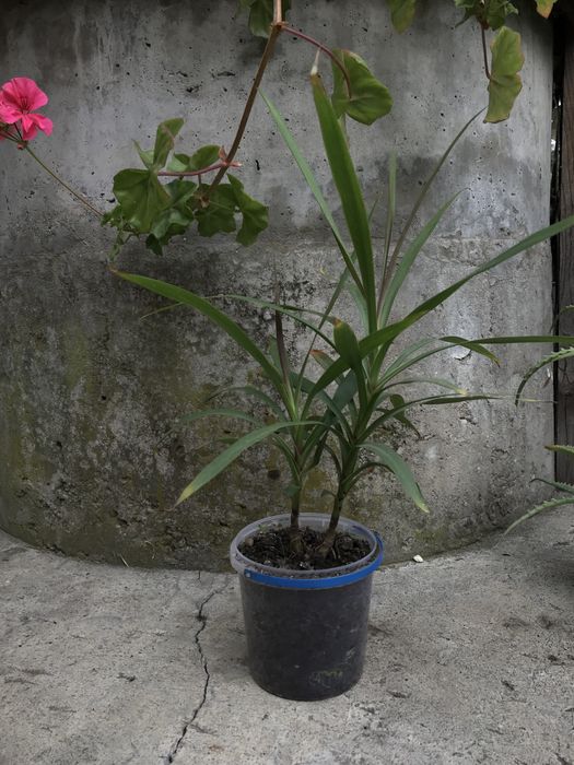 Вазон Пальма кімнатна