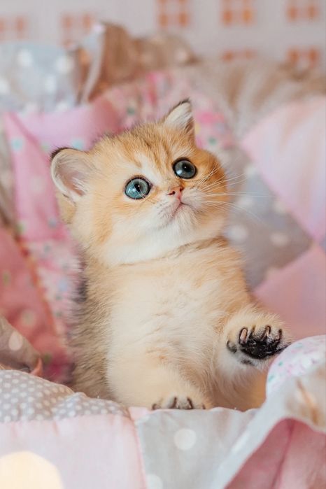 Шотландские котята с документами. Золотая шиншилла. Видео