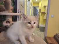 Ragdoll -dziewczynka blue bicolor lynx