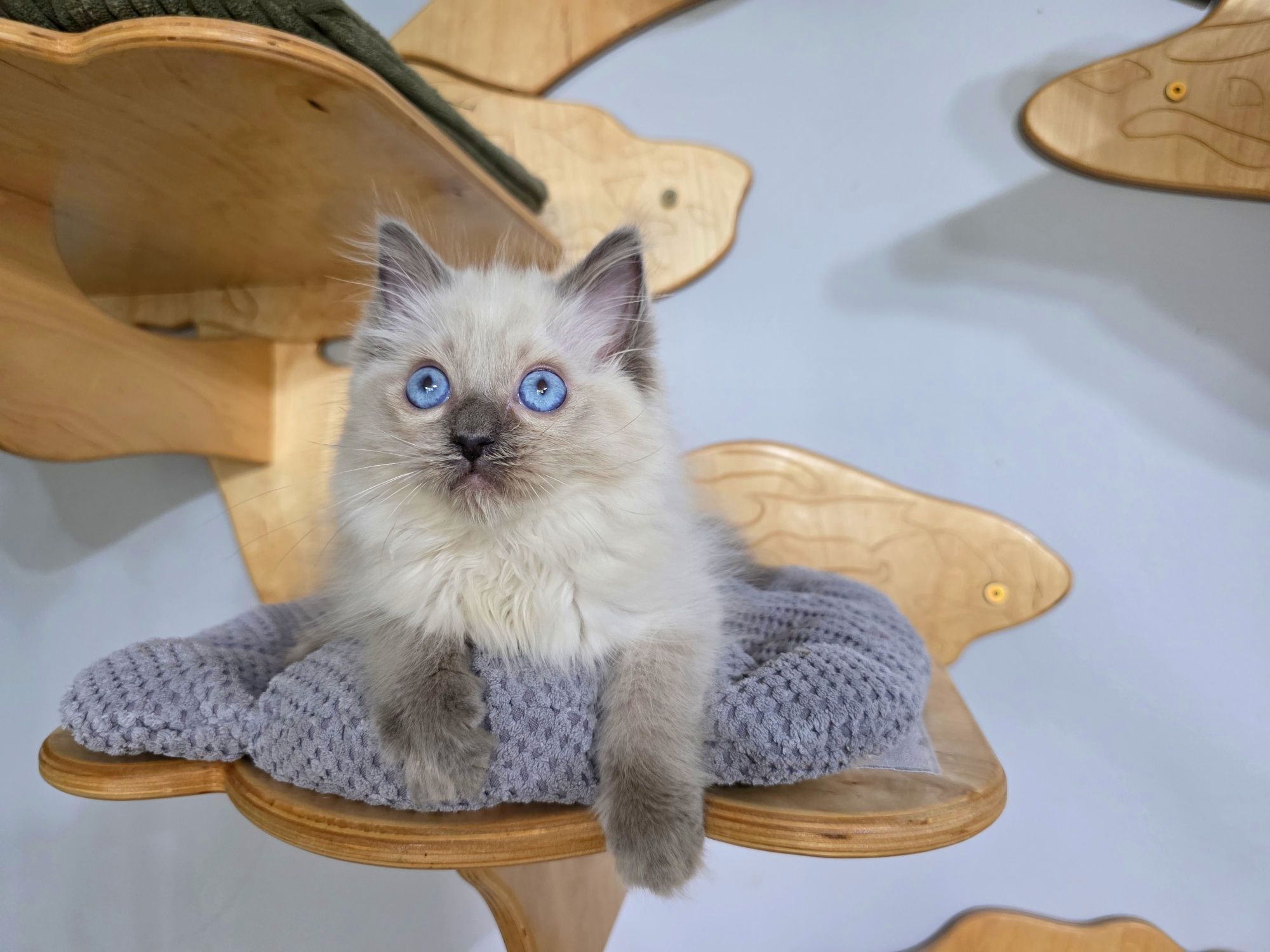 Ragdoll WCF odbiór w czerwcu rodowód honorowany na całym ś