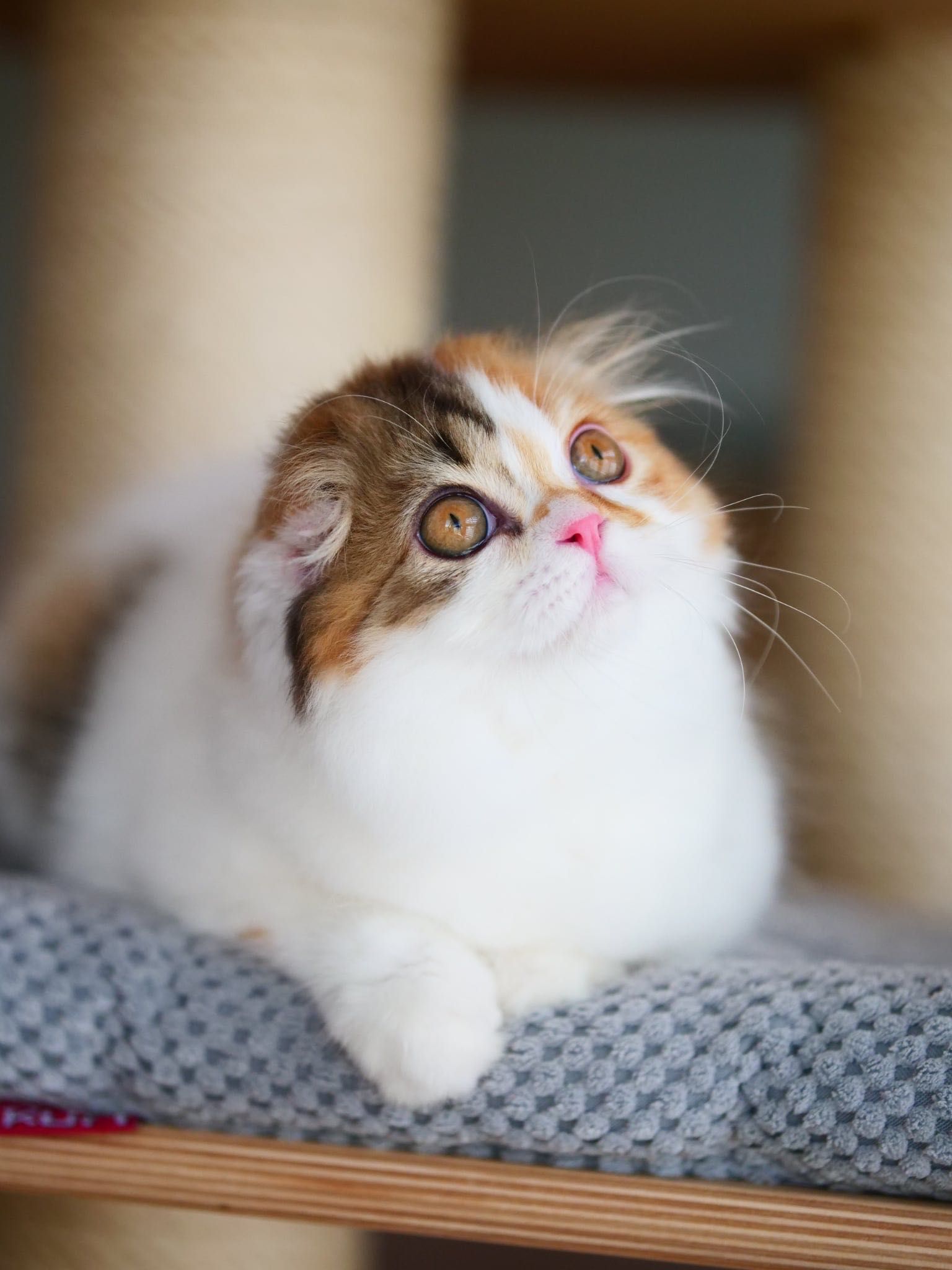 Szkocka zwisłoucha koteczka do odbioru, Scottish fold