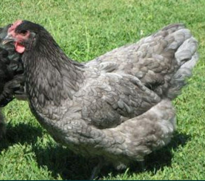 Продаю молодих курей породи леггорн Ломан Браун і чеський домінант