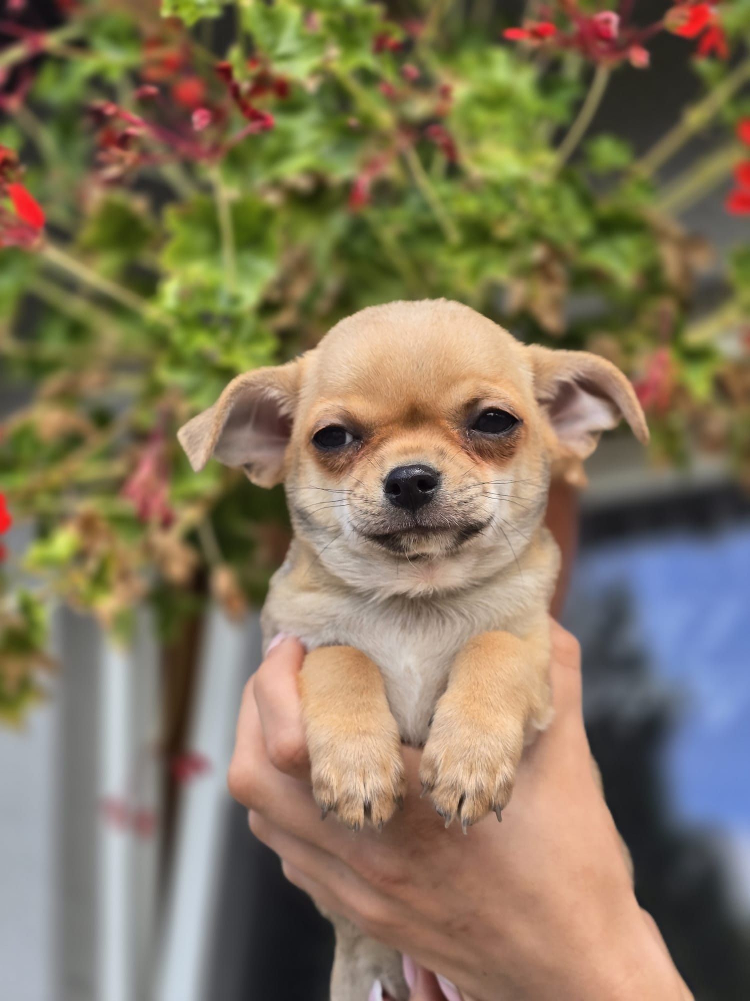 CHIHUAHUA piesek szczenię do odbioru szczeniak