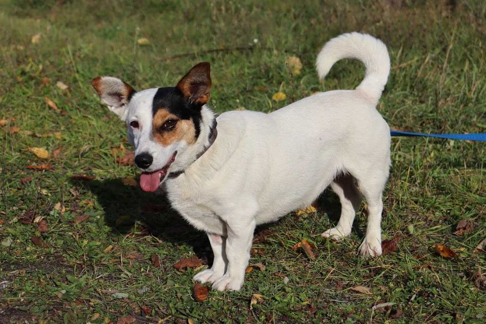 mała, młoda sunia do adopcji