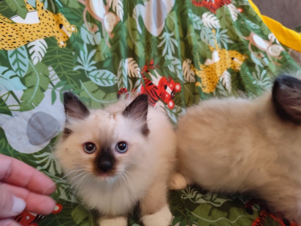 Ragdoll kocur seal point