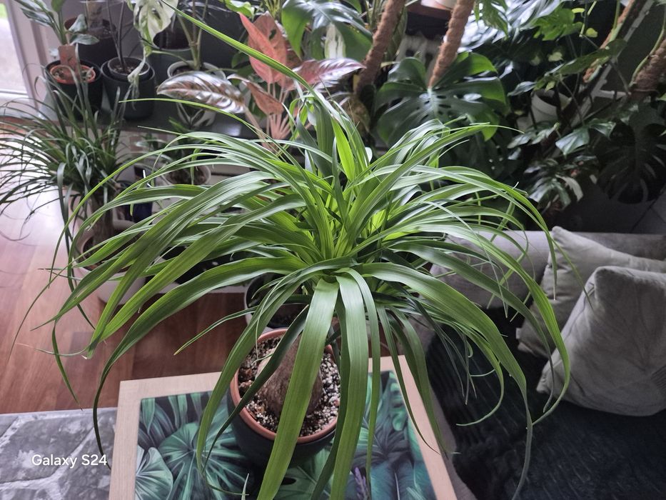 Beaucarnea nolina stopa słonia