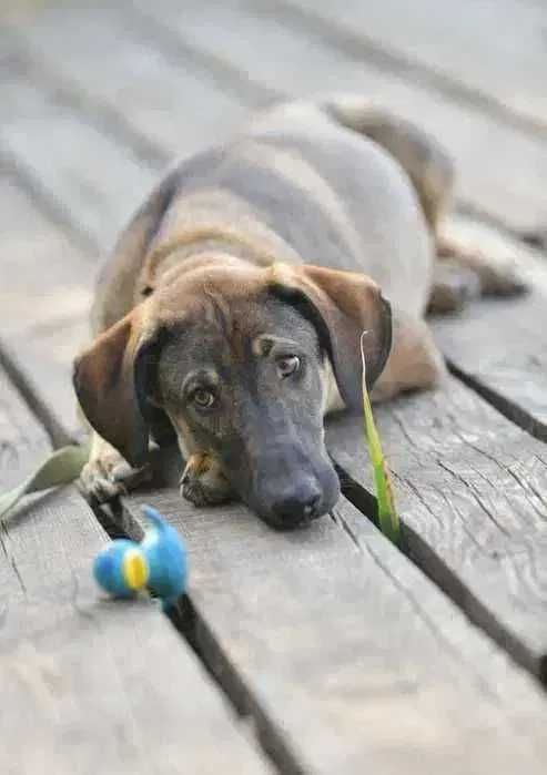 Активный щенок, мальчик